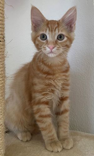 Pasta: Ziti Tabby Cat