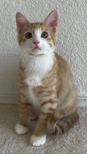 Pasta:Orzo Tabby Cat