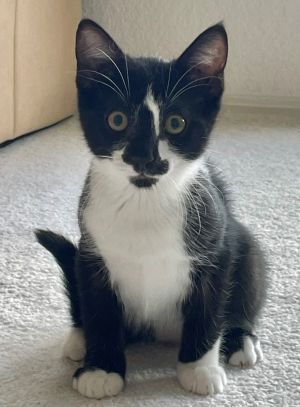 Pasta: Penne Tuxedo Cat