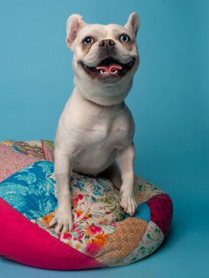 All of our dogs are spayedneutered shots current DHPP Bordetella and Rabies where applicable d