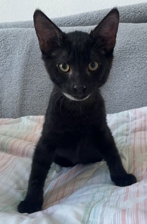 Pasta: Tortellini Domestic Short Hair Cat