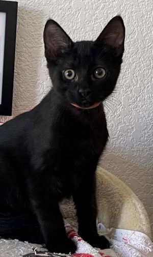 Pasta: Rigatoni Domestic Short Hair Cat