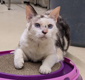 Mimi, Adult Female Domestic Short Hair