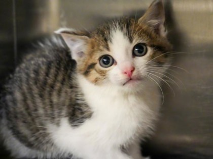 Connor (FIV+)