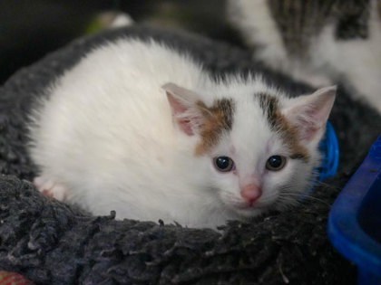 Chase (FIV+)