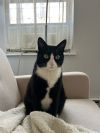 Binx photo 1