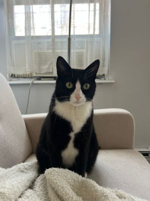 Binx, Adult Female Domestic Short Hair