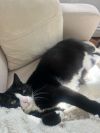 Binx photo 3
