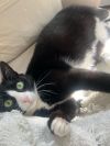 Binx photo 4