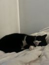 Binx photo 5