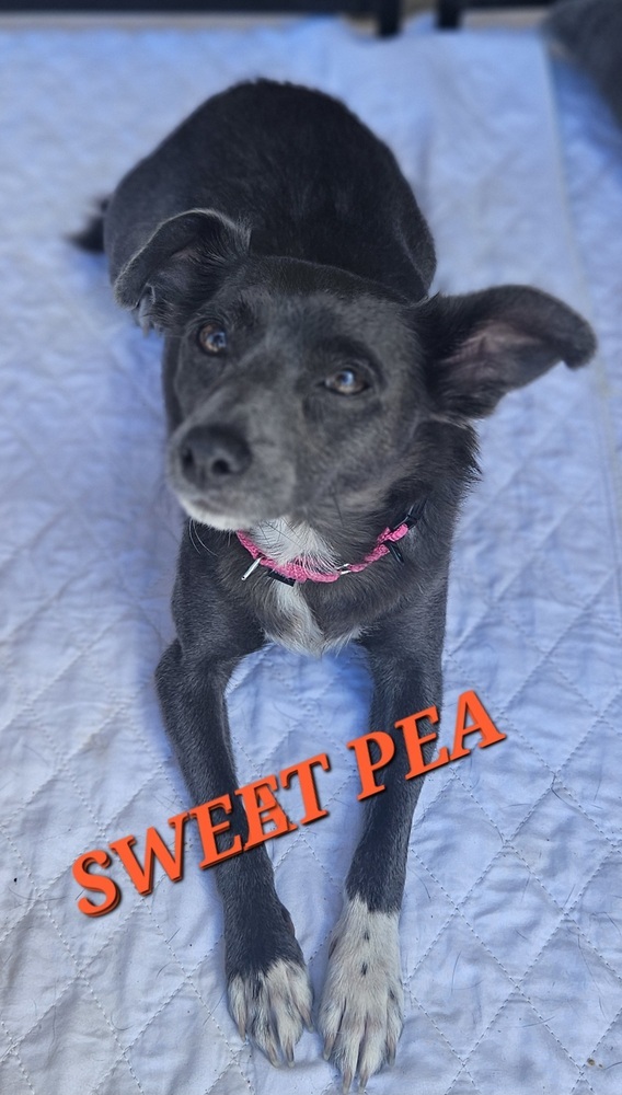 Sweet Pea