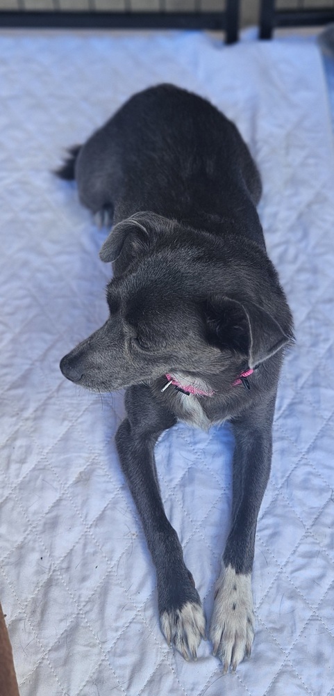 Sweet Pea