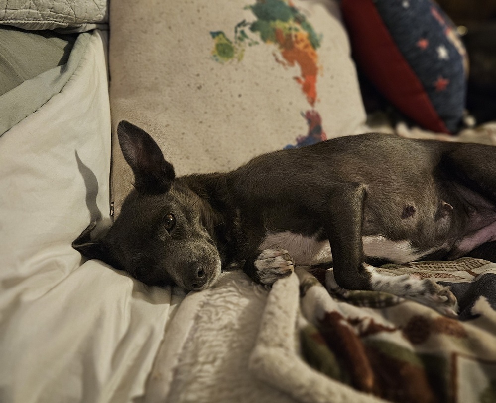 Sweet Pea