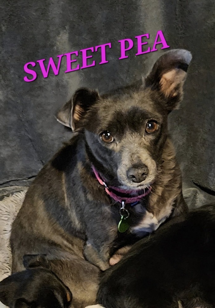 Sweet Pea