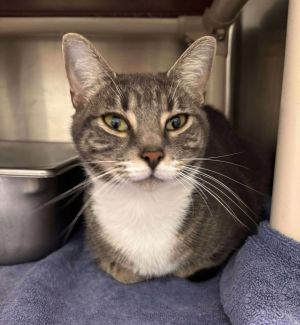 Phoebe Dime - Visit At Petsmart Lynchburg, Adult Female Domestic Short Hair