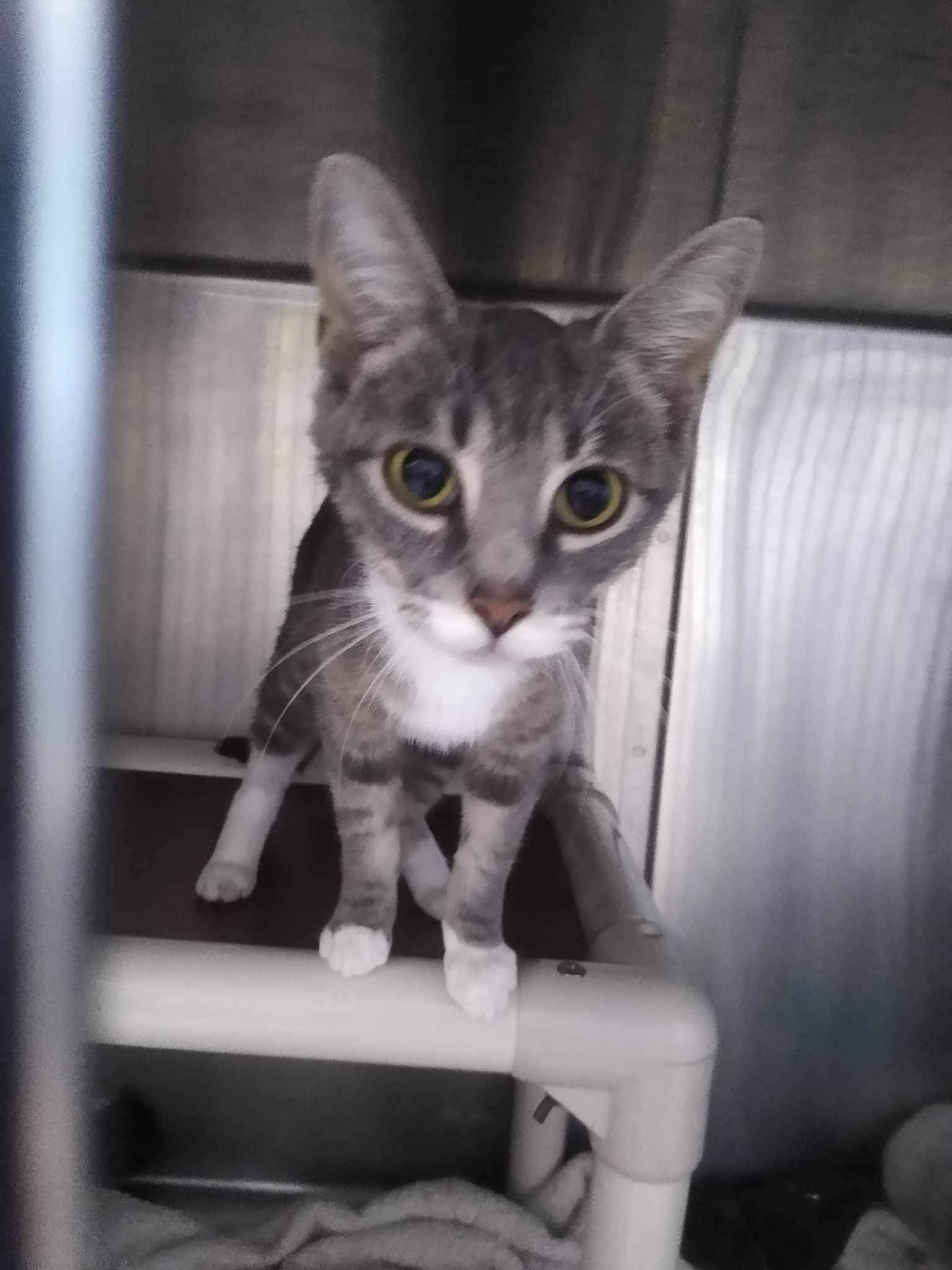 Phoebe Dime - Visit At Petsmart Lynchburg