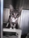 Phoebe Dime - Visit At Petsmart Lynchburg photo 2