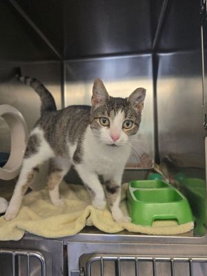 Tuna, Adult Female Domestic Short Hair