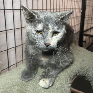 Aurelian 20, Adult Female Domestic Short Hair