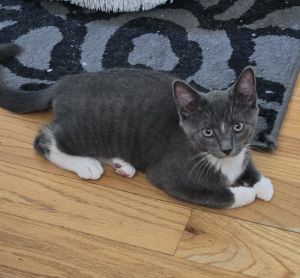 Boots, Baby Male Domestic Short Hair