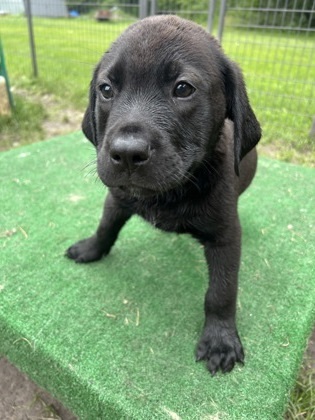Oliver