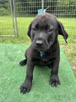 Oliver