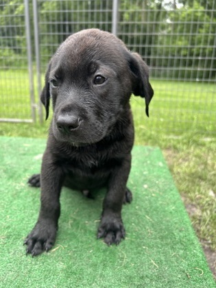 Oliver