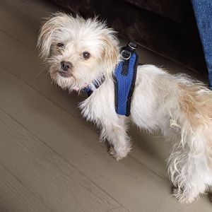 Tulip Yorkshire Terrier Dog
