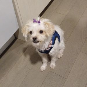 Meet Tulip an adorable 3 year old 10-pound Yorkshire Terrier She enjoys both dry and wet food sh