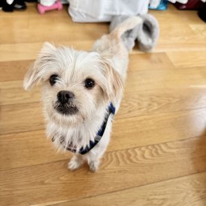 Tulip Terrier Dog