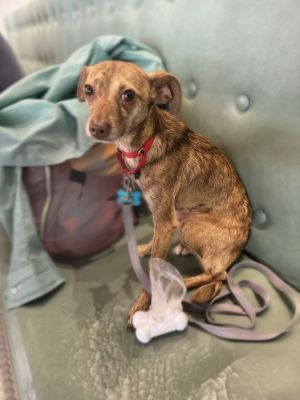 Kofax Chihuahua Dog