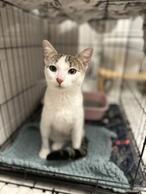 Harriet Domestic Short Hair Cat