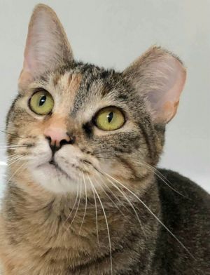 Rugwrat, Young Female Tabby