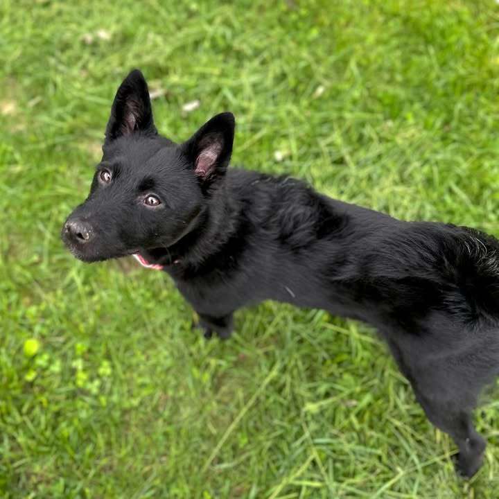 Zeppelin