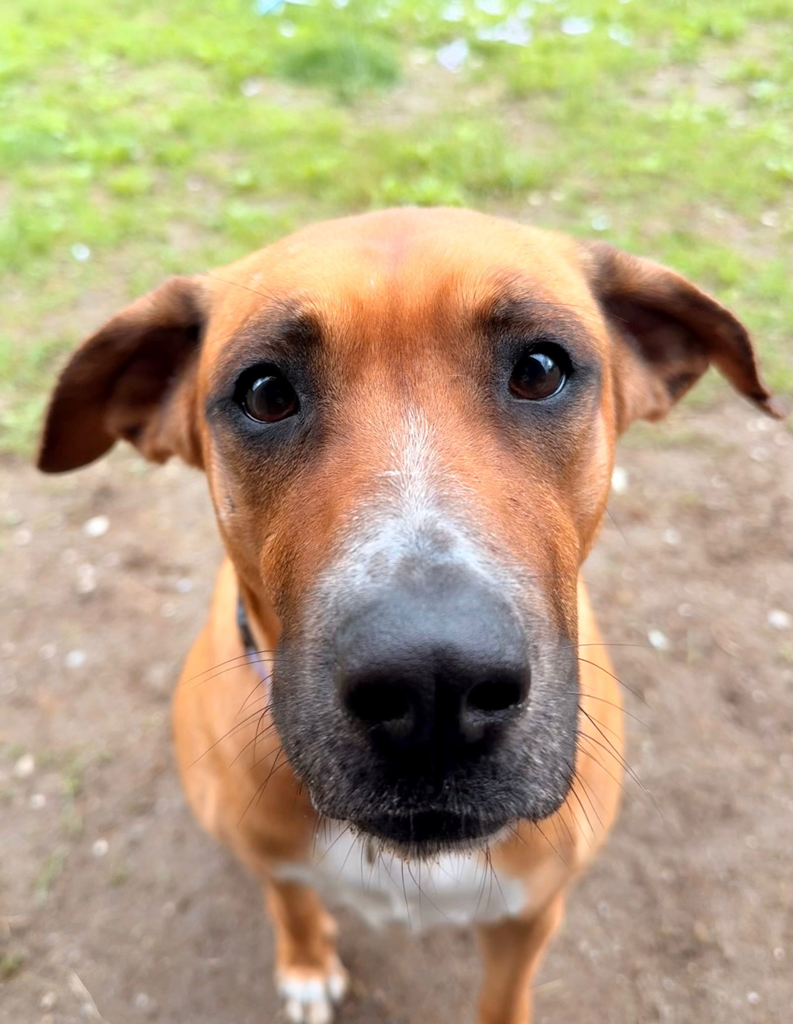 Daisy