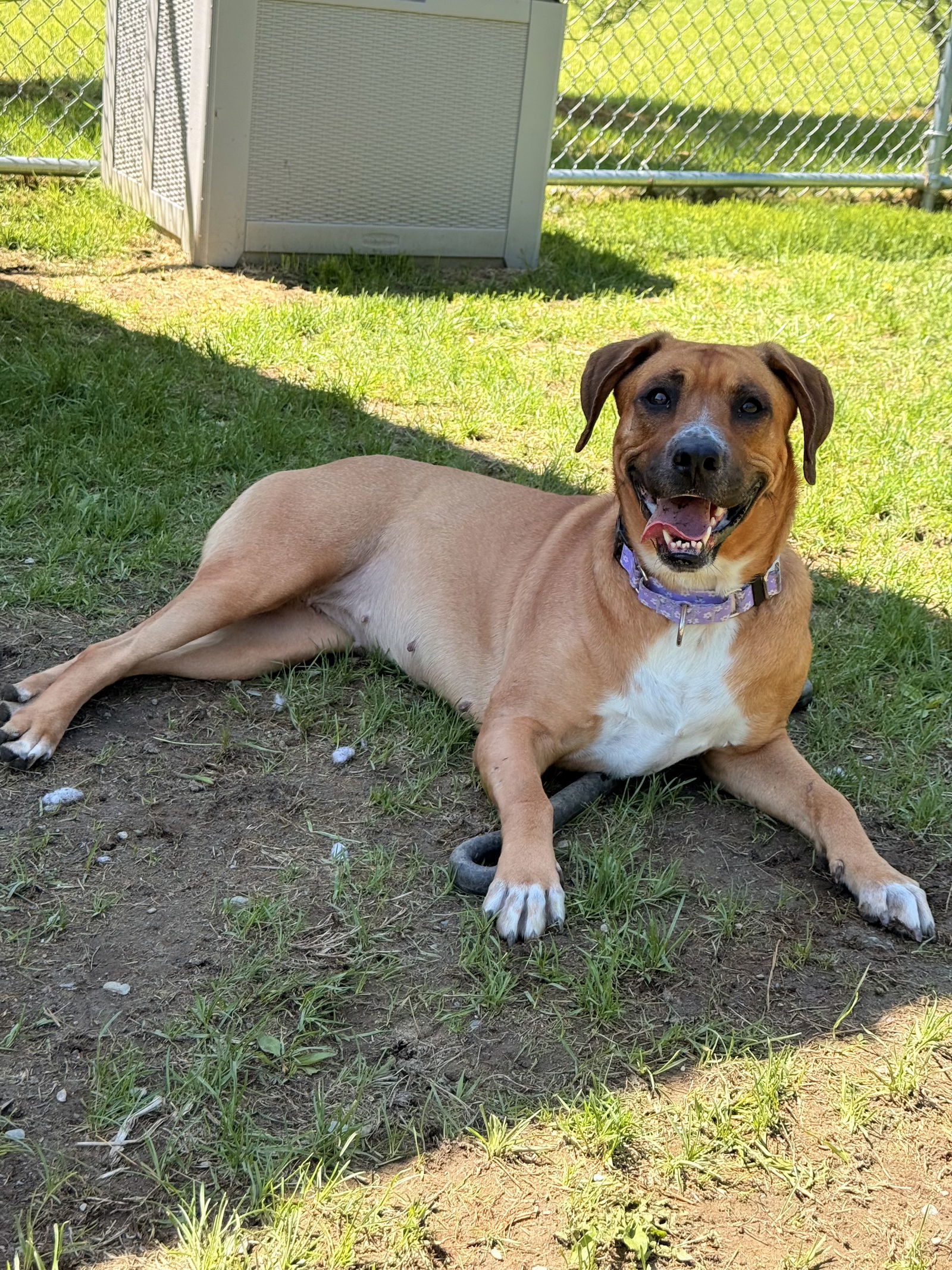Daisy