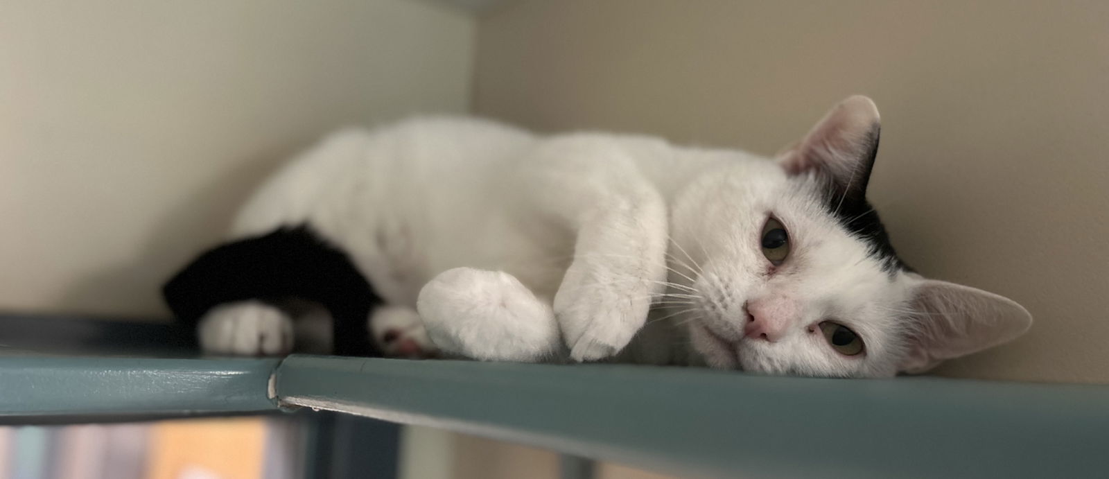 Wilbur