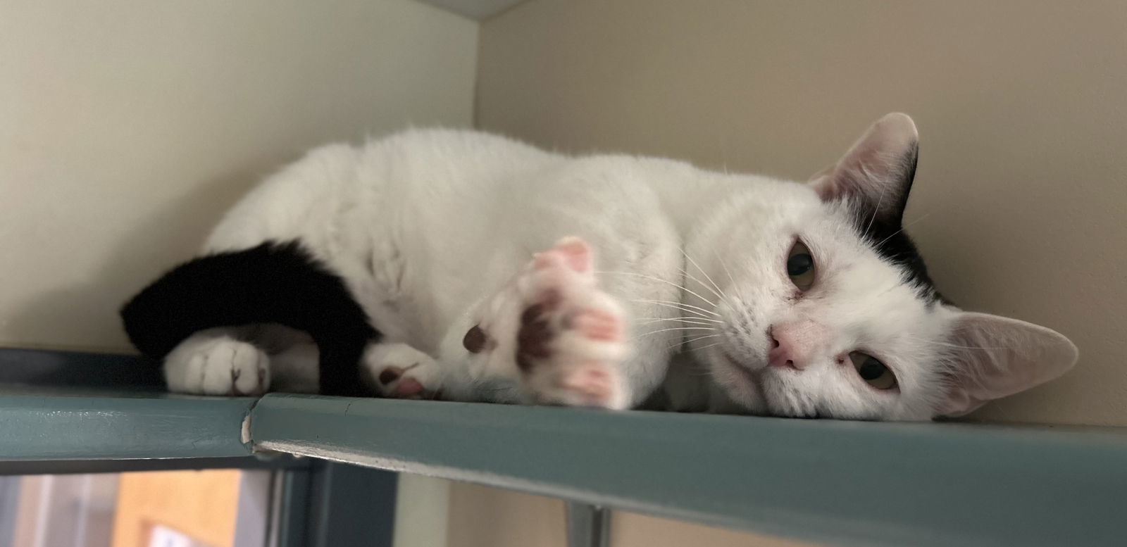Wilbur