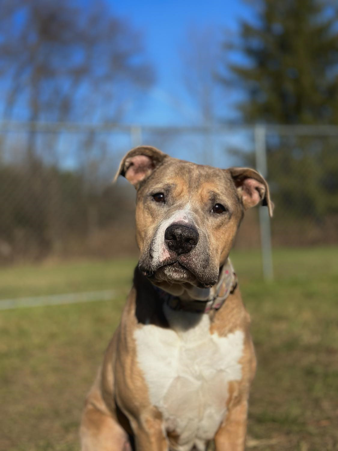 Bruno