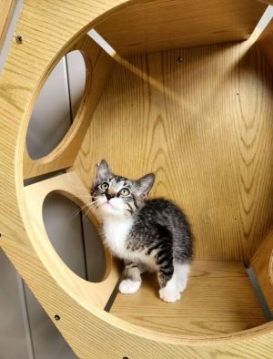 Edward, Baby Male American Bobtail