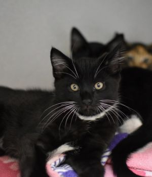 Kronk Domestic Medium Hair Cat