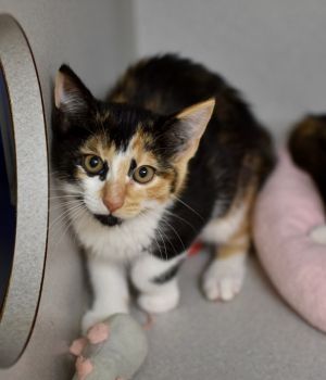Yzma Domestic Short Hair Cat