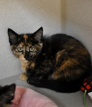 Gothel Domestic Short Hair Cat