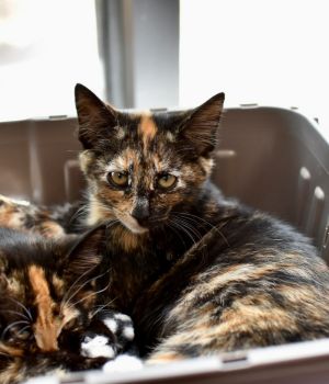 Gothel Domestic Short Hair Cat