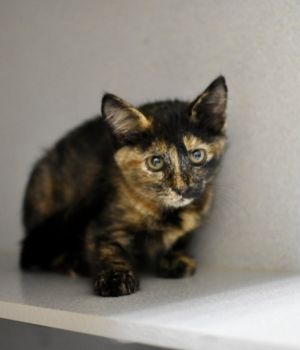 Maleficent Domestic Short Hair Cat