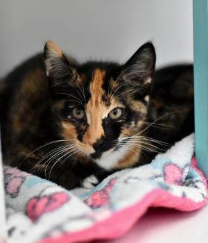 Cruella Domestic Short Hair Cat