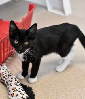 Dr Facilier is one of the Disney Villain kittens born to two sister community cat moms and raised 