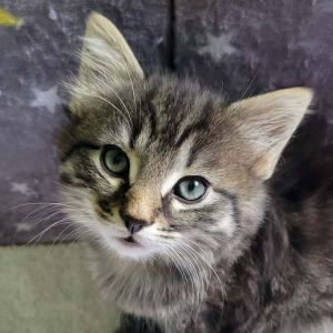 Whiskey, Baby Male unknown