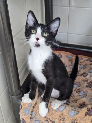 Meadow, Baby Female Domestic Medium Hair