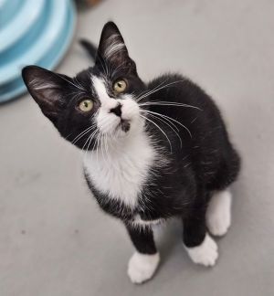 Willow, Baby Female Domestic Medium Hair